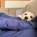 ヌッシの服の上にし…