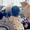 まだ『パパママ』を…