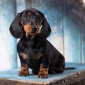 犬が危険に晒されて…