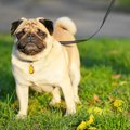 犬の歩き方がおかし…