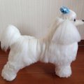 動物専門学校で学べ…