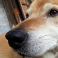 犬の嫌いな匂い5つ！…