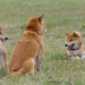 『柴距離』って知っ…