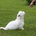 犬のしつけに悩む飼…