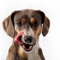 犬の『舐める行動』…