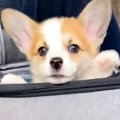 『バッグから出れな…