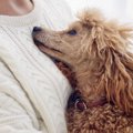 犬が『人にスリスリ…