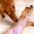 子犬が『先輩犬を初…