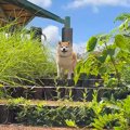 犬と空港近くでお散…