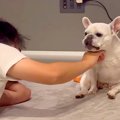 パパが『くつろぐ犬…