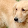 もはや他人事じゃな…