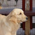 DogVacayとは？ホテ…