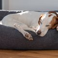 犬が寝てる時にする…