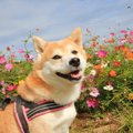 犬が人間に与えてく…