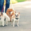 犬のリードの種類４…