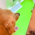 大型犬と『プリクラ…