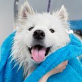 犬は雨で濡れる度に…