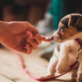 『臆病な犬』にして…