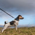 犬が散歩中に突然走…