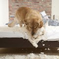 犬が突然狂ったよう…