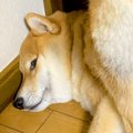 『散歩に行きたくな…
