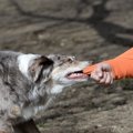 犬の噛み癖を直す『…
