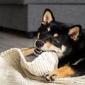犬が『カーペットを…