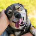 なぜ犬は飼い主が帰…