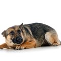 犬が怖がりやすい『…