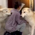 2頭のウルフドッグを…