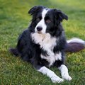 イギリスの犬種6選！…