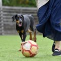 犬を最高に喜ばせる…