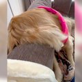 大型犬が大好きな恋…