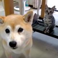 「こうするのよ！」…