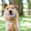 犬を飼うと起こる４…