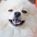 犬を満腹より腹八分…