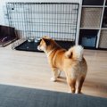 柴犬にケージは必要…