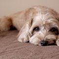 犬が飼い主に『ごめ…