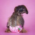 犬の生理どうしたら…