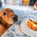 犬が人間のごはんを…
