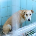 保健所から犬を引き…
