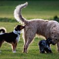 犬が他の犬のお尻を…