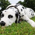 犬が突然動かなくな…