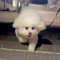 階段の上で犬を待っ…