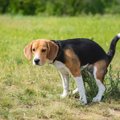 犬が病気になってい…