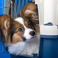 犬が飼い主を警戒し…