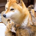 『猫たちが犬に育て…