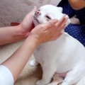 犬が『ママと1日ぶり…