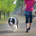 犬の『リード』正し…