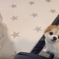 キラキラした顔でオ…